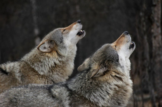 What Does a Dog Howling Mean