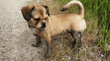 Should You Clean Your Dog’s Paws After Every Walk? Here’s What Vets Say