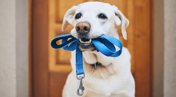 How Often Should You Walk Your Dog?