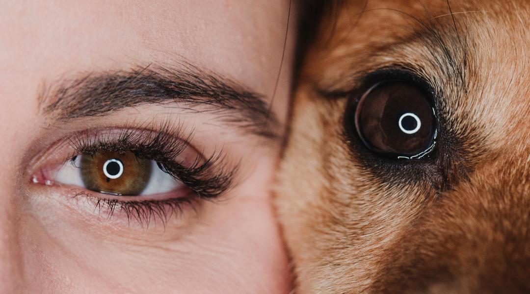 what colors do dogs see