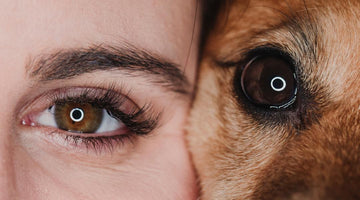 what colors do dogs see