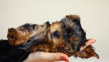 The Basics of Dog Ownership Guide for Pet Owners