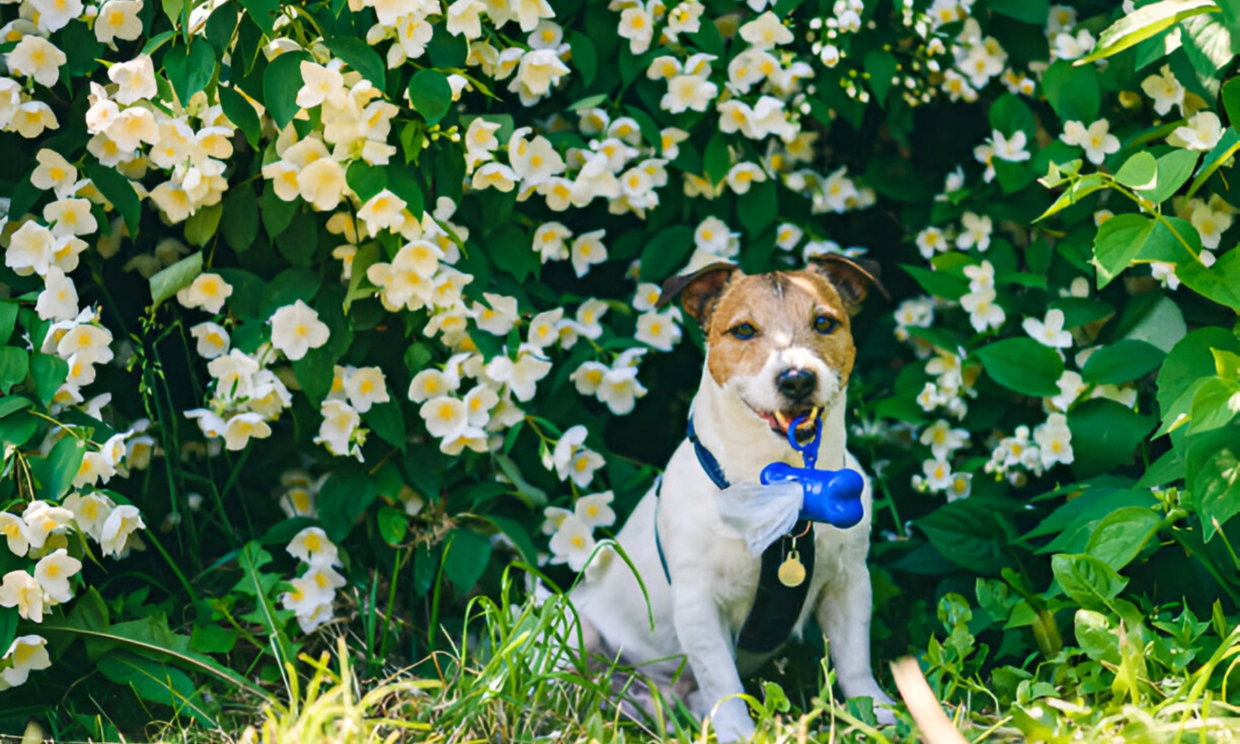 Biodegradable Dog Poop Bags ‖ Keep Your Backyard Safe