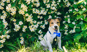 Biodegradable Dog Poop Bags ‖ Keep Your Backyard Safe