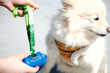 No Dog Poop Bags? Here's What Smart Pet Parents Do Instead