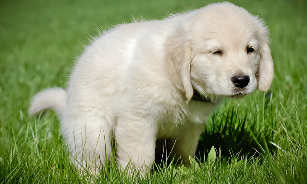 Is Dog Poop Dangerous to Humans?