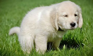 Is Dog Poop Dangerous to Humans?