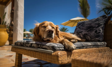Kennels, Dog Hotels, and Grooming Services in the UK and the US