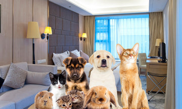 Luxury Dog Hotels and Essential Pet Services Across the UK