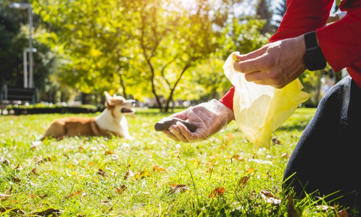 Top 2025 Pet Products: Why Compostable Dog Poop Bags Are Leading the Way.