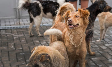 UK Kennel Club, Dog Hotels and Pet Service Businesse